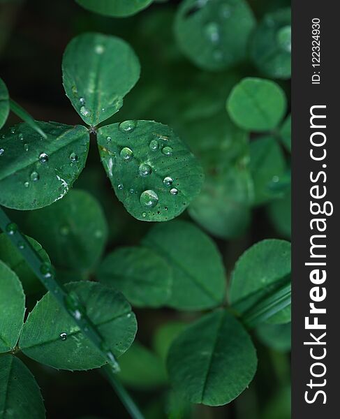 Abstract macro photo of plant leaf with water drops with shallow depth of field. Abstract macro photo of plant leaf with water drops with shallow depth of field.