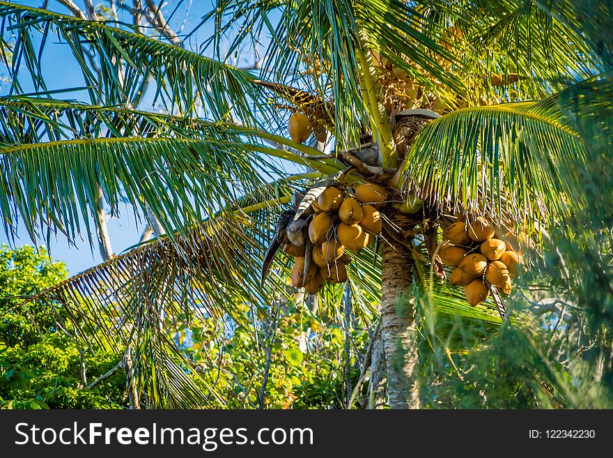 Coconut tree full of coconuts in the summer