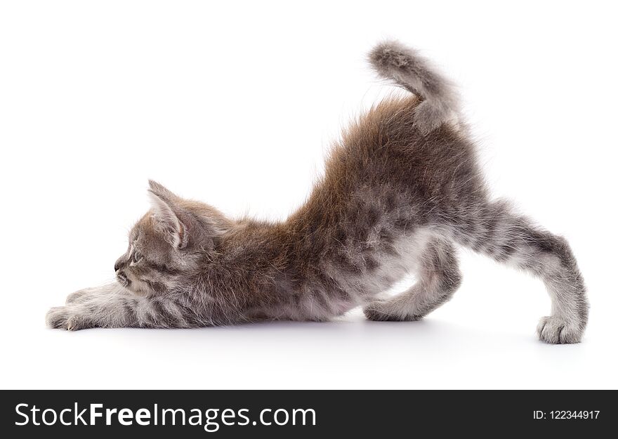 Small gray kitten isolated on white background. Small gray kitten isolated on white background.