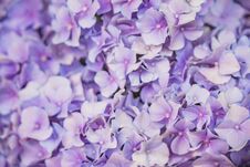 Violet Flowers Of Hydrangea Closeup. Flowral Background Royalty Free Stock Photography