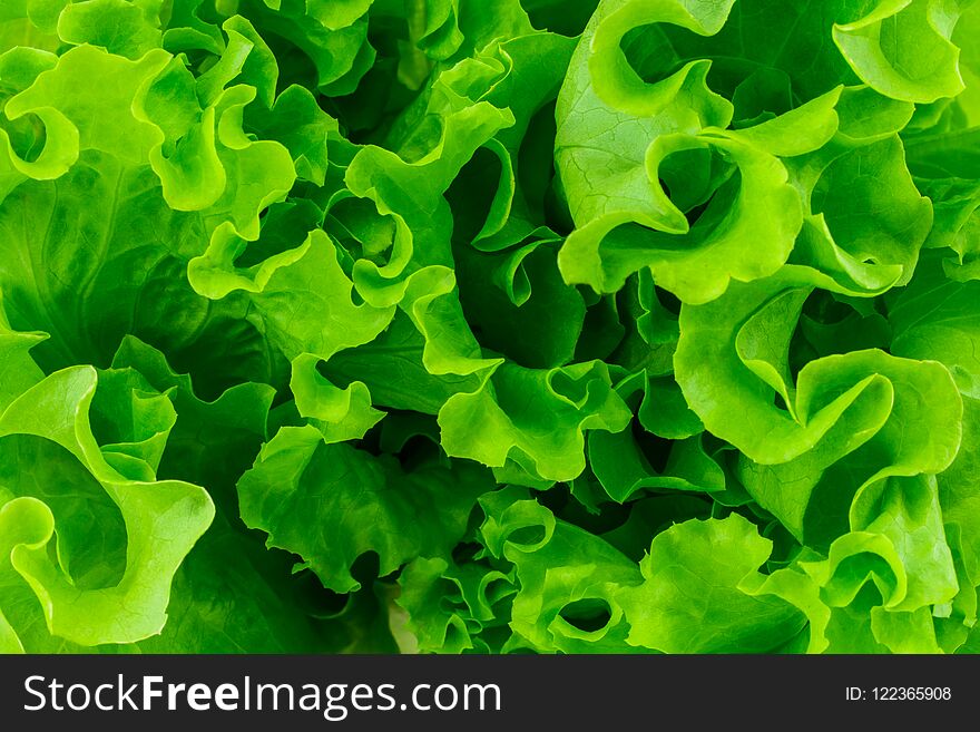 Fresh Green Leaves Lettuce Salad Background Close-up