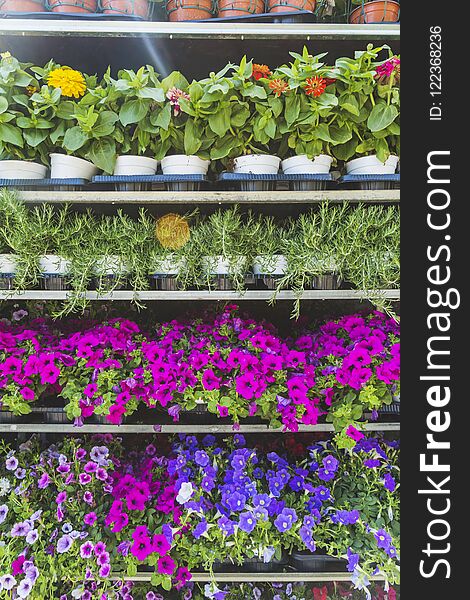 Pots with flowers on the shelves