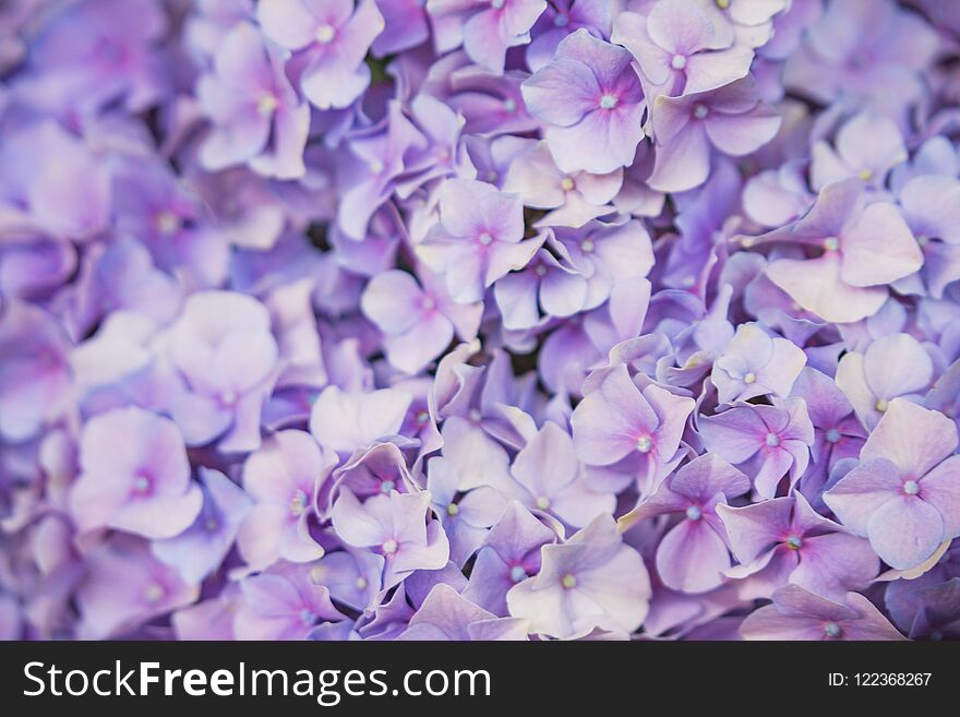 Violet flowers of hydrangea closeup. Flowral background