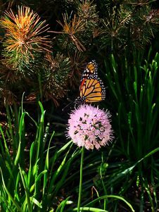 Monarch Butterfly Sitting Atop Chive Blossoms Blooming Along The Chicago Riverwalk Downtown. Royalty Free Stock Photography