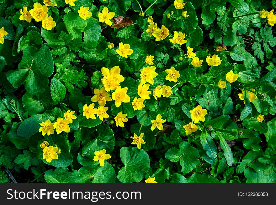 Yellow forest flowers on a background of green leaves