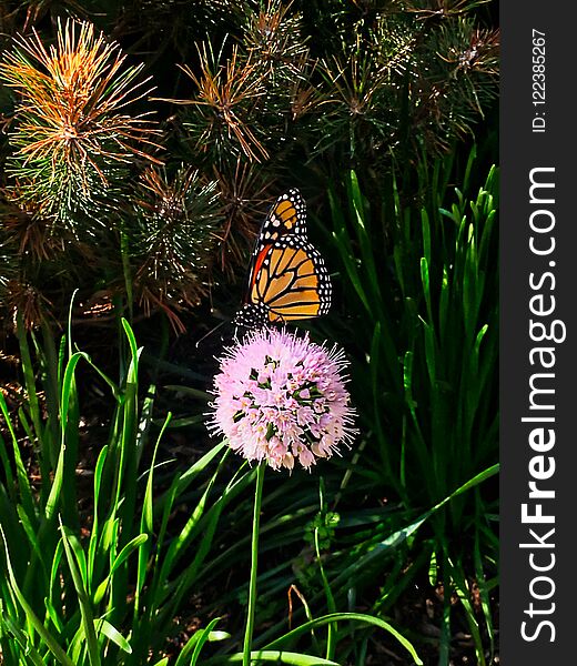 Monarch butterfly sitting atop chive blossoms blooming along the Chicago riverwalk downtown during summer.