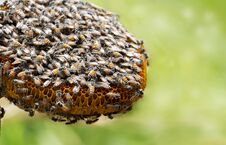 Honeycomb And Bee Or Apis Florea On Moringa Tree And Blur Green Royalty Free Stock Photography Honeycomb And Bee Or Apis Florea On Moringa Tree And Blur Green Royalty Free Stock Photography