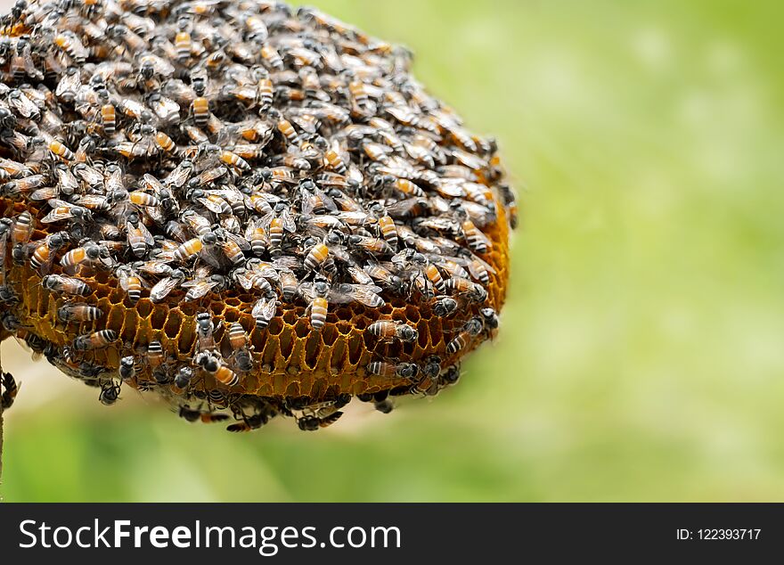 Honeycomb and bee or Apis florea on moringa tree and blur green