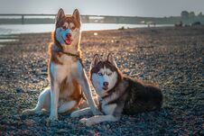 Two Cute Siberian Husky Dogs On The Shore. Portrait On The Summer Beach Background. Stock Images