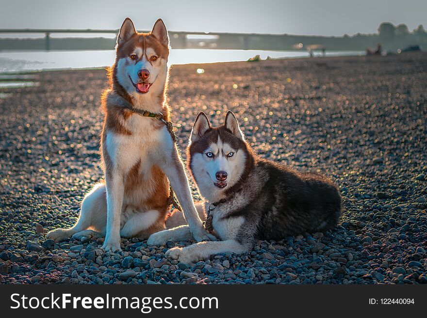 Two Cute Siberian Husky Dogs On The Shore. Portrait On The Summer Beach Background.