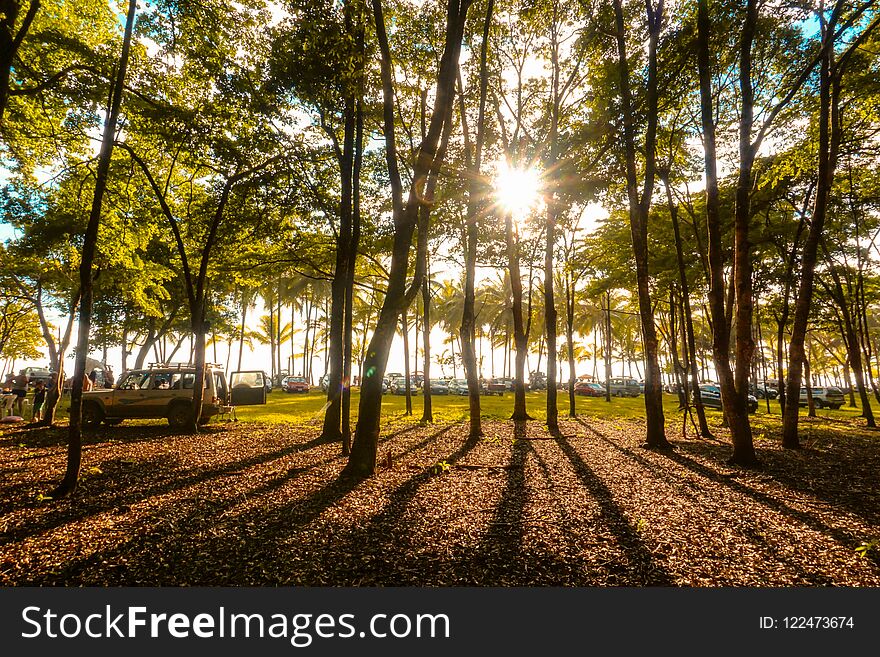 Sunset In The Forest To Costa Rica