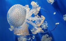 White Spotted Jellyfish Or Floating Bell Or Australian Spotted J Stock Photography
