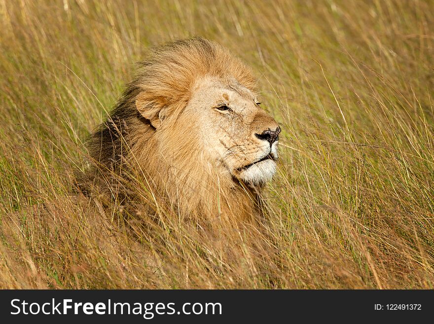 Close lion male in National park of Kenya, Africa