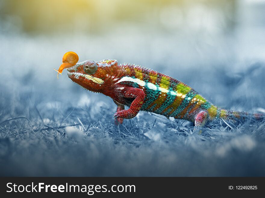 chameleon phanter walking on the grass, butterflies, chameleon, chameleon phanter,