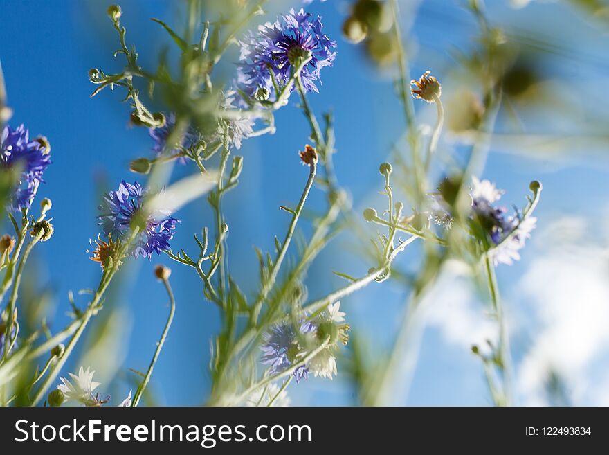 The cosmos flower and the sky