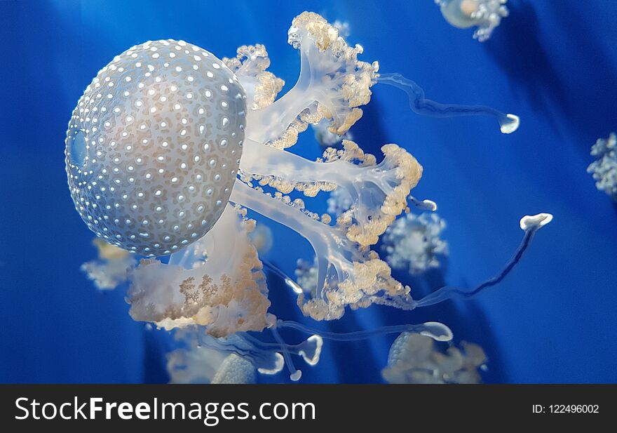 White spotted jellyfish or Floating bell or Australian spotted jellyfish.
