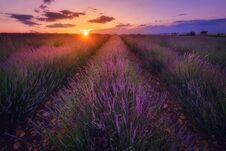 Lavender Field At Sunset Royalty Free Stock Photography