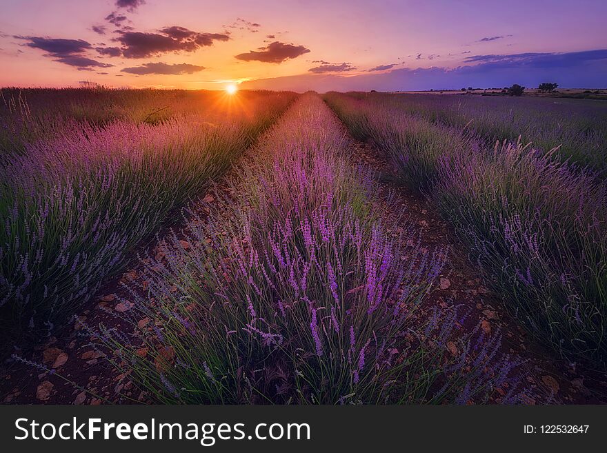 Scenic Lavender field at sunset.