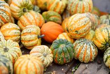 Decorative Striped Pumpkins On Display At The Farmers Market In Germany. Orange Ornamental Pumpkins In Sunlight Stock Images