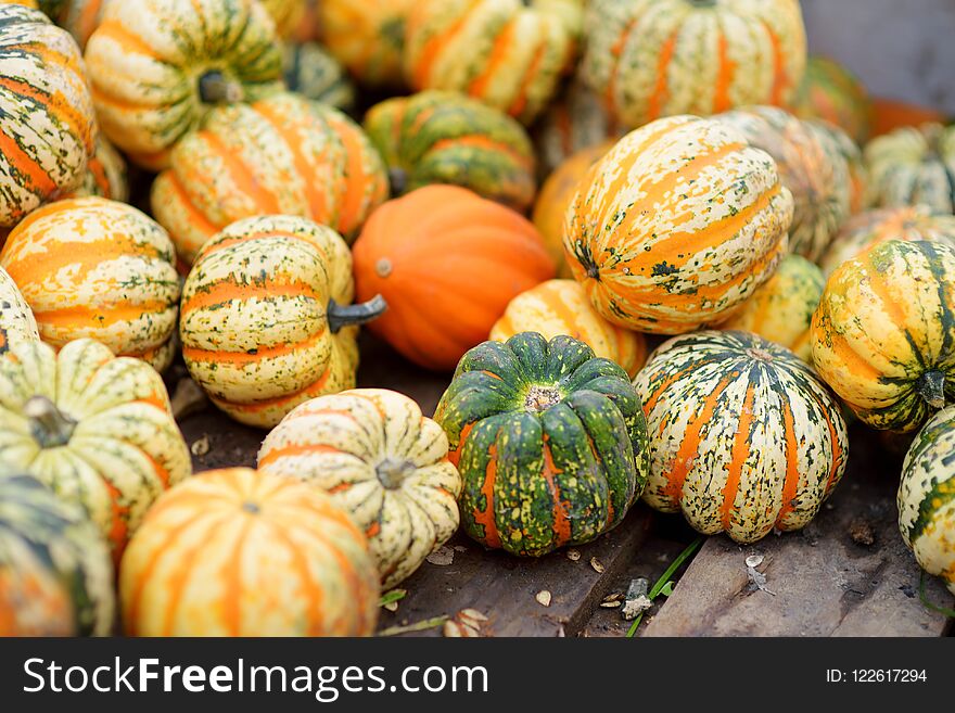 Decorative striped pumpkins on display at the farmers market in Germany. Orange ornamental pumpkins in sunlight. Harvesting and Thanksgiving concept.