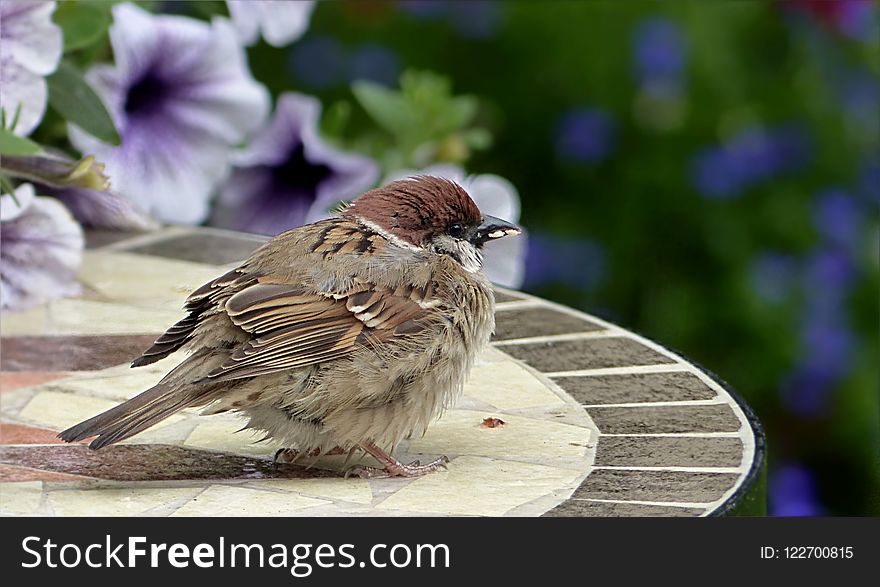 Bird, Sparrow, House Sparrow, Fauna