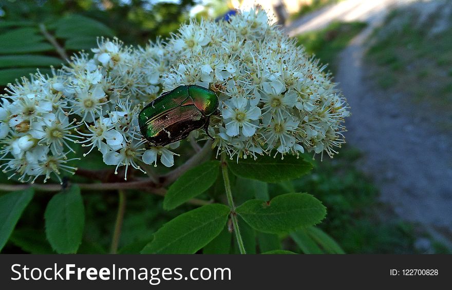 Plant, Flora, Nannyberry, Pollinator