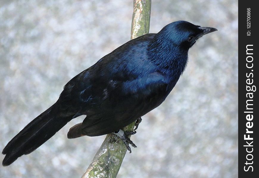 Bird, American Crow, Fauna, Crow