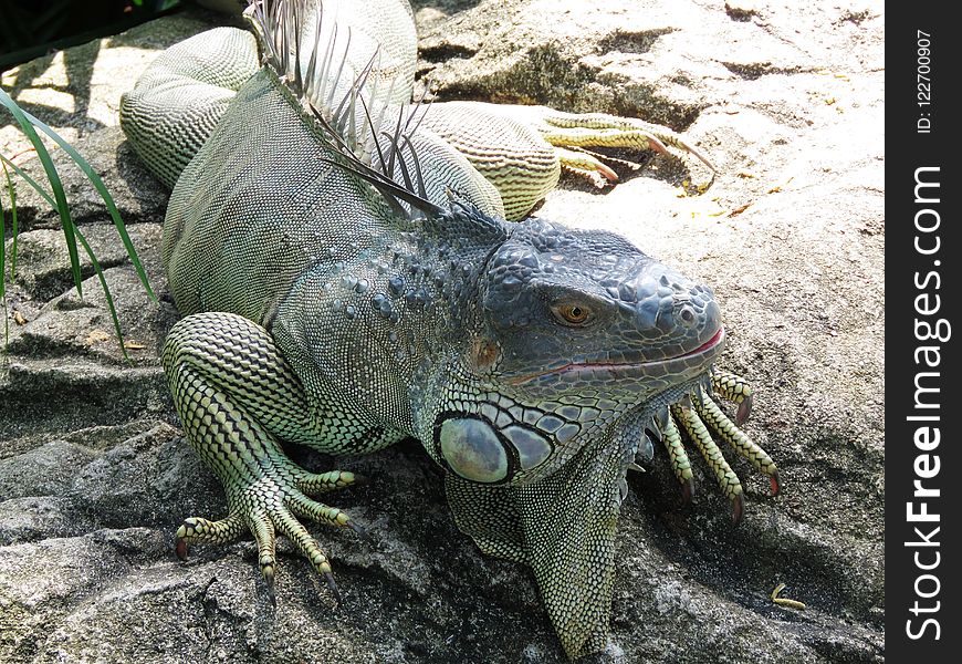 Reptile, Scaled Reptile, Iguana, Iguania