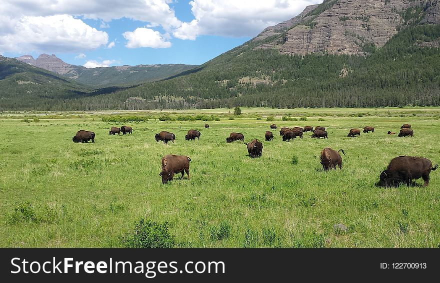 Grassland, Pasture, Highland, Nature Reserve