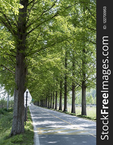 Tree, Nature, Path, Woody Plant