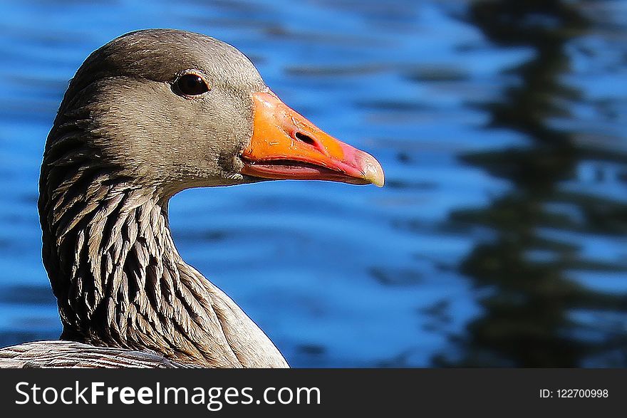 Beak, Bird, Water Bird, Ducks Geese And Swans