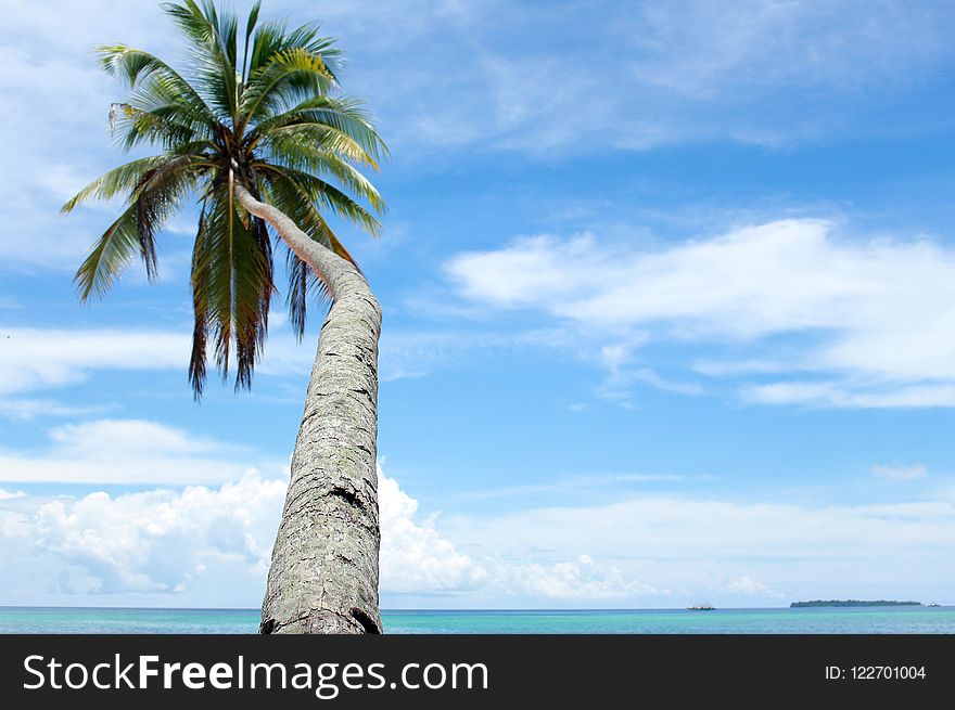 Sky, Tropics, Palm Tree, Arecales