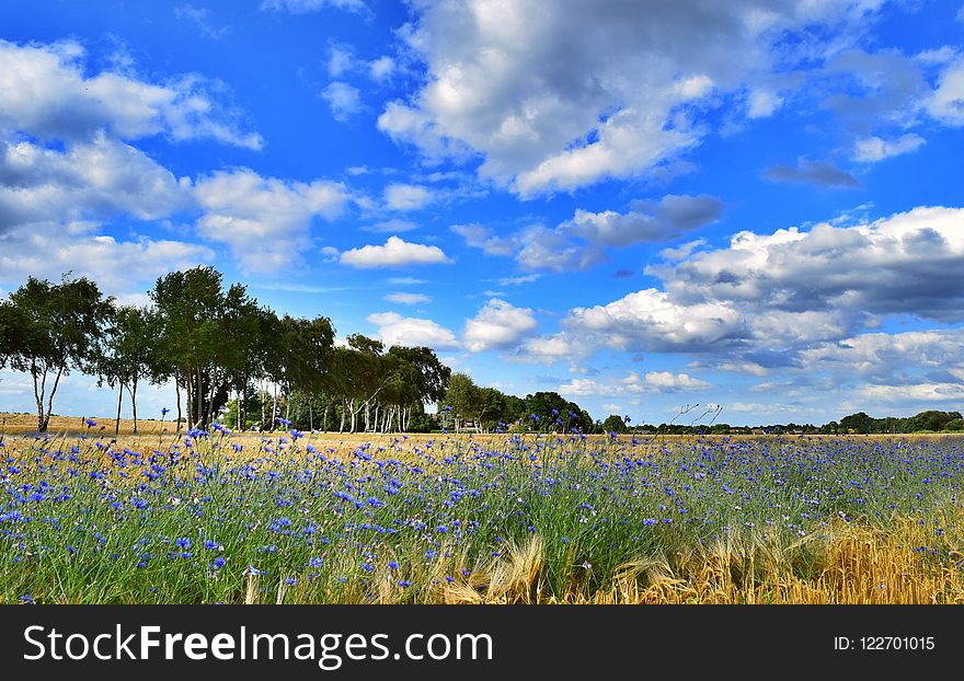 Sky, Field, Wildflower, Grassland