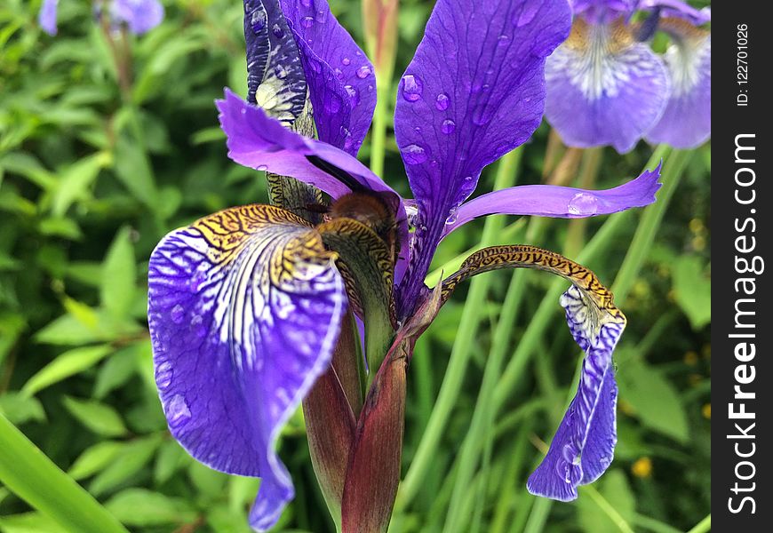 Flower, Plant, Iris Versicolor, Flowering Plant