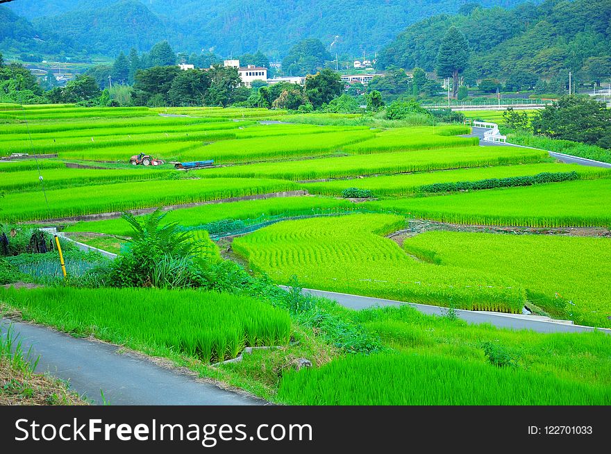 Paddy Field, Grassland, Field, Agriculture