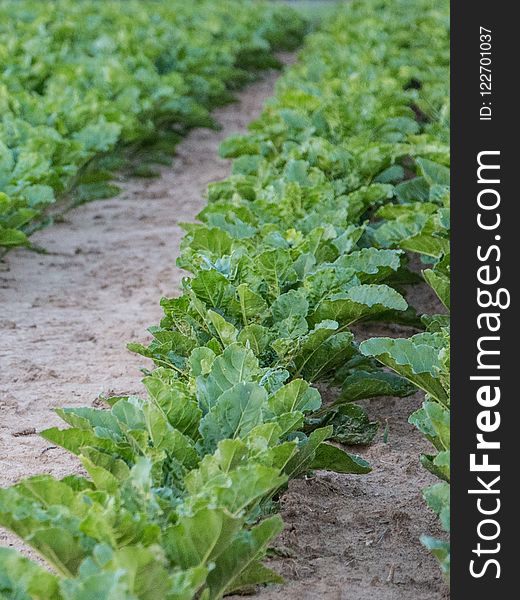 Leaf Vegetable, Agriculture, Crop, Plant