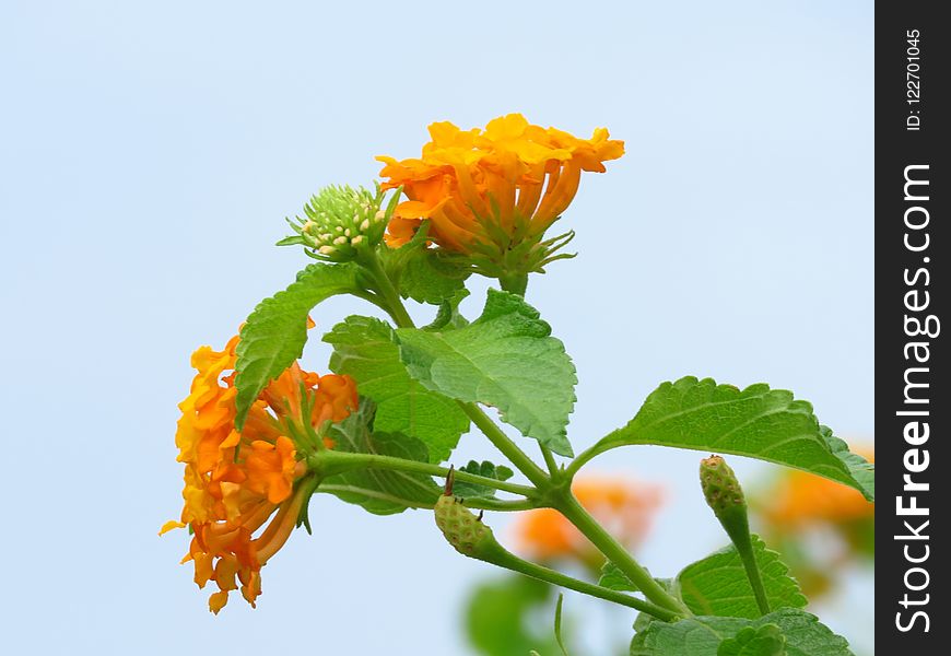 Flower, Orange, Flowering Plant, Petal