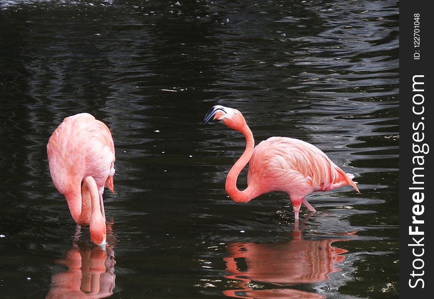 Flamingo, Water Bird, Bird, Water