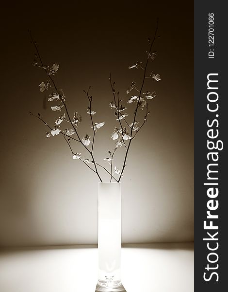 Branch, Twig, Vase, Still Life Photography