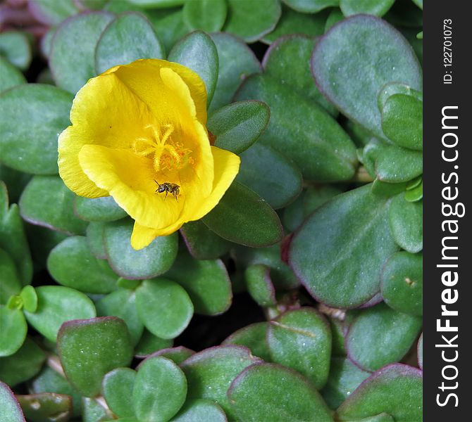 Plant, Flower, Flora, Common Purslane