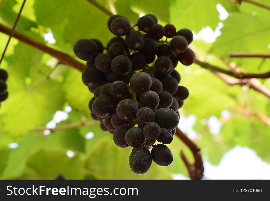 Grape, Fruit, Grapevine Family, Seedless Fruit