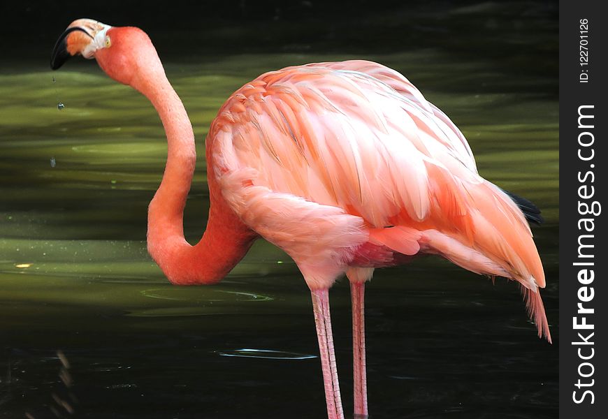 Flamingo, Bird, Water Bird, Beak