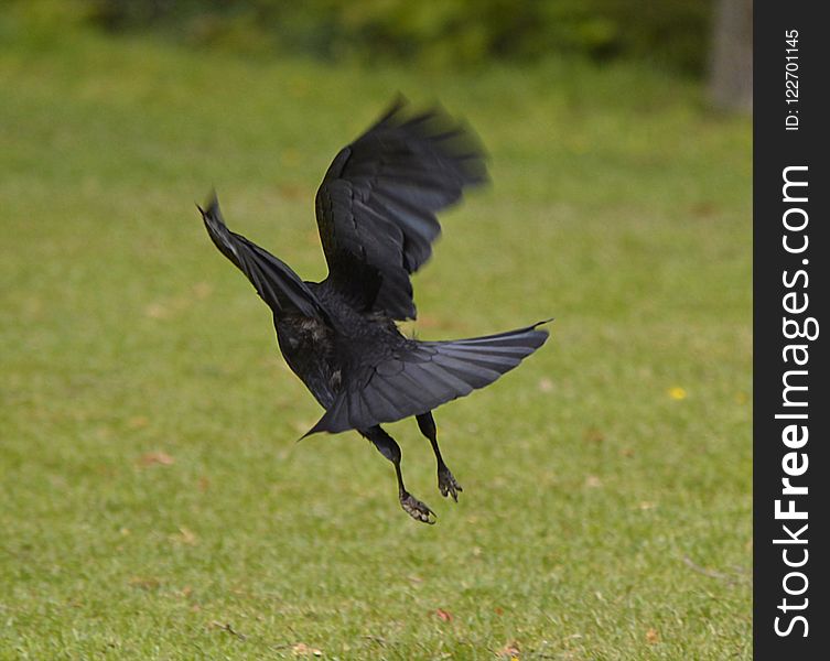 Bird, Fauna, Crow, Crow Like Bird