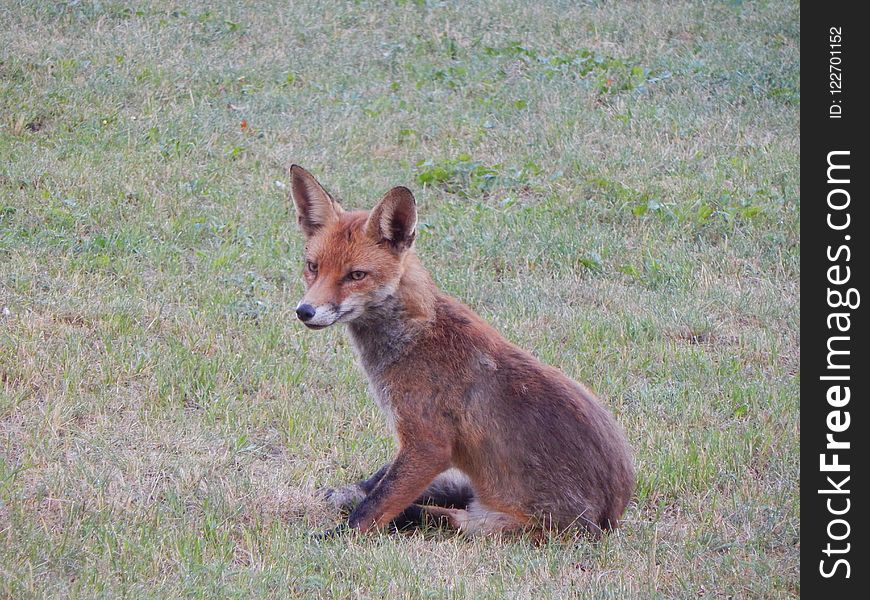 Fox, Wildlife, Mammal, Fauna