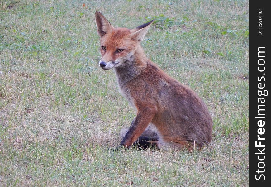 Fox, Wildlife, Red Fox, Fauna