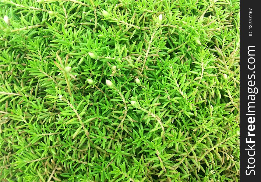 Plant, Grass, Herb, Groundcover