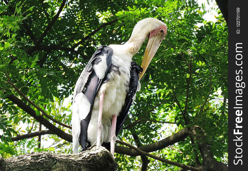 Stork, Bird, Ciconiiformes, Fauna