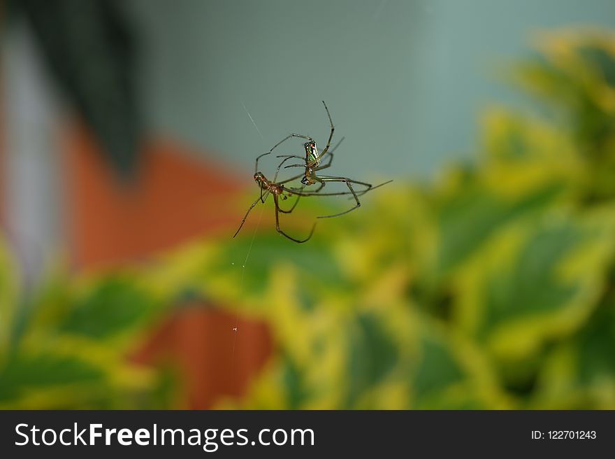 Insect, Invertebrate, Macro Photography, Close Up