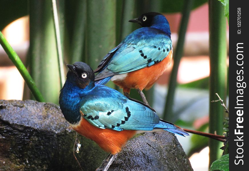 Bird, Fauna, Beak, Bluebird