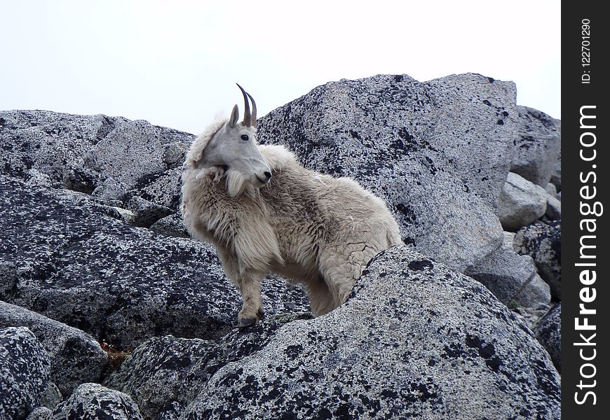 Mountain Goat, Mammal, Fauna, Goats